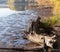 Snags and fallen dry trees on shallow pond exposed bottom