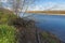 Snags and fallen trees on the steep bank of the river