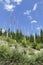 Snags of trees destroyed by the volcanic eruption of 1980