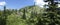 Snags of trees destroyed by the volcanic eruption of 1980