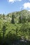 Snags of trees destroyed by the volcanic eruption of 1980