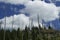 Snags of trees destroyed by the volcanic eruption of 1980