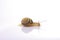 Snail