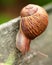 Snail