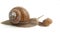 Snail