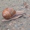 Snail