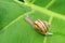 Snail