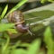 Snail