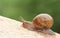 Snail