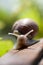 Snail