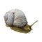 Snail