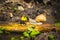 Snail above water on branch