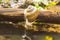 Snail above water on branch