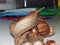 Snail Achatina adult