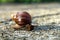 Snail or Achatina fulica