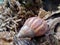 Snail Achatina fulica in the nature hide in his shell