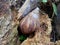 Snail Achatina fulica in the nature hide in his shell