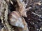 Snail Achatina fulica in the nature hide in his shell