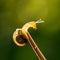 Snail against the light at the top of a stem in a garden