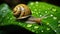 Snail Amongst Glistening Water Droplets. Generative AI