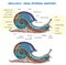 Snail anatomy