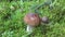 Snail animal on mushroom boletus in autumn on moss