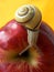 Snail with apple