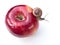 Snail on Apple