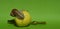 a snail on an apple. a gastropod with a shell. snail cosmetics, mucin, slug. background for the design.