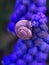 Snail on Armenian muscari flowers close up