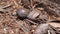 Snail - Armstrong Redwoods State Natural Reserve, California, United States