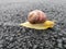 the snail on the asphalt