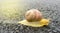 the snail on the asphalt