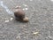 Snail asphalt track