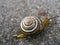 Snail on the asphalted road