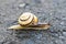 Snail on the asphalted road. The danger for the animal world
