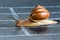 Snail on the athletic track