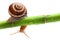 Snail with bamboo