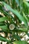 Snail on bamboo leaves