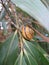 Snail on bamboo leaves