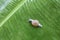 Snail on banana palm green leaf