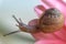 A snail on a Barberton daisy beautiful light pink flower paddles.