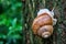 Snail on the bark of wood