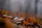 A snail in the beech forest in foggy day during fall season. Cornu aspersum creature in the wild