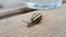 Snail Besides Water Glass On Wooden Table