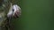 Snail on big branches of a tree