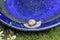 A snail at the bird bath