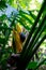 Snail and bird of paradise Puerto Rico