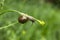Snail on blade of grass
