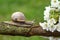 Snail and blossoms